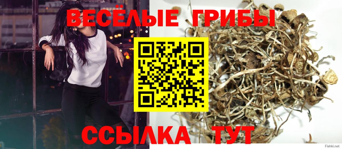 Псилоцибиновые грибы GOLDEN TEACHER  наркошоп  Урус-Мартан  Вход с VPN 